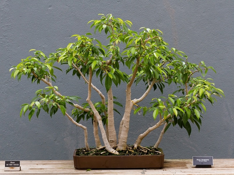 Ficus Benjamina im Topf