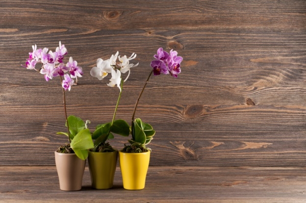 Badezimmer mit Orchideen vor Holzwand