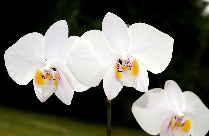  weiße Orchideen 