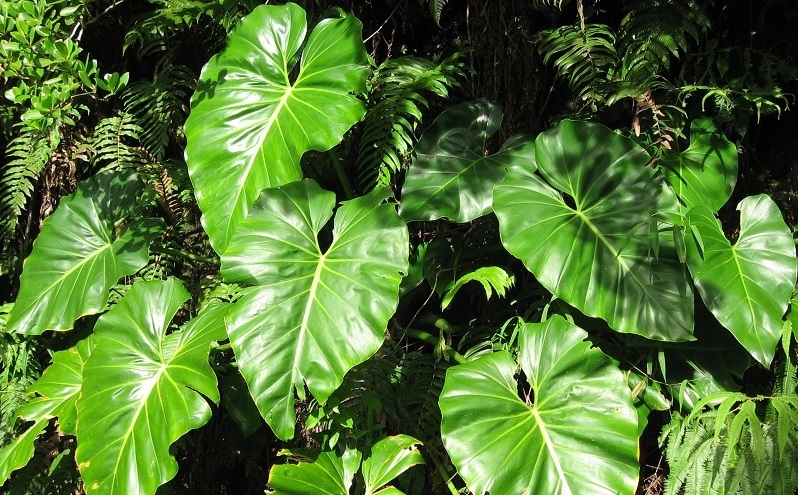 grüne Blätter Philodendron