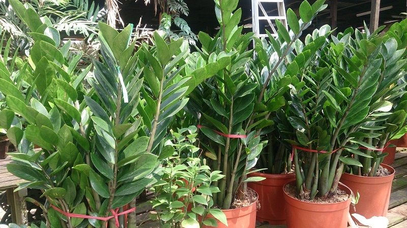 grüne Topfpflanzen