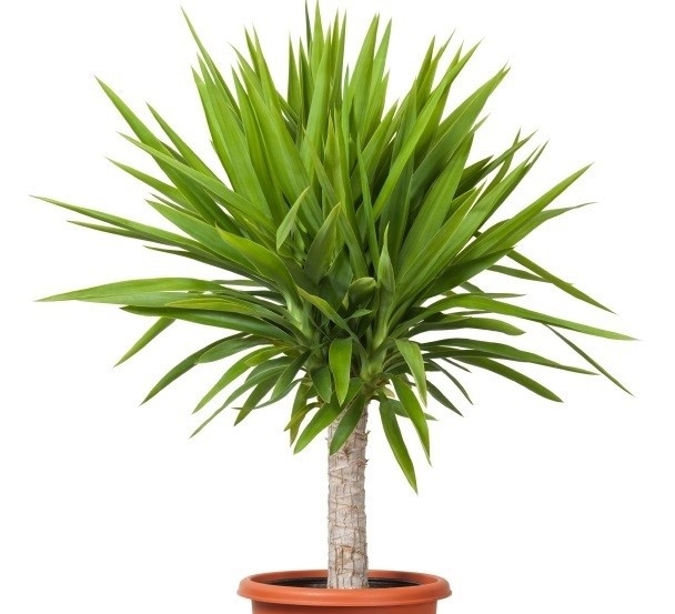 Blätter der Yucca Palme