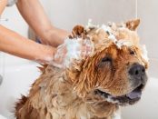 Hund wird mit Shampoo eingerieben