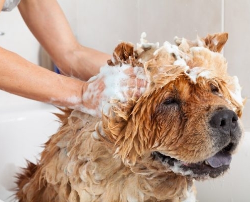 Hund wird mit Shampoo eingerieben