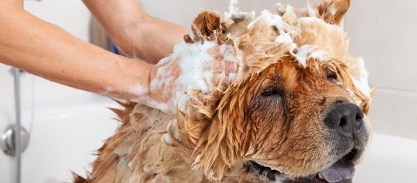 Hund wird mit Shampoo eingerieben