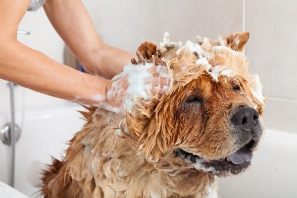 So duschen Sie Ihren Hund oder Ihre Katze