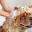 Hund wird mit Shampoo eingerieben