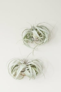 luftpflanze tillandsie xerographica
