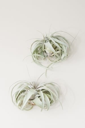 luftpflanze tillandsie xerographica