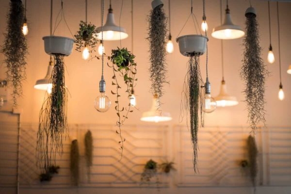 Hängepflanzen als Ergänzung zu Industrielampen
